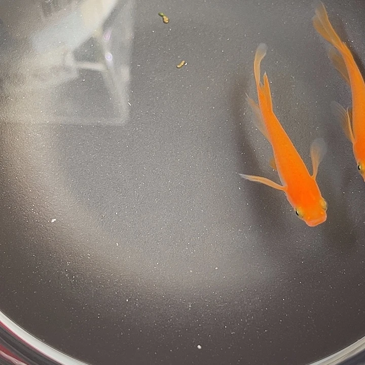 青鳉鱼真长鳍小野红帝2条5号