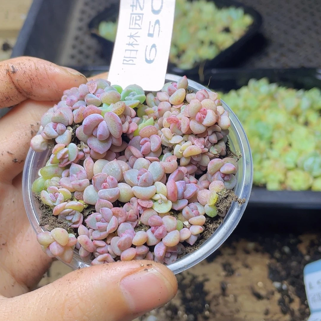 S***y多肉植物多肉植物650