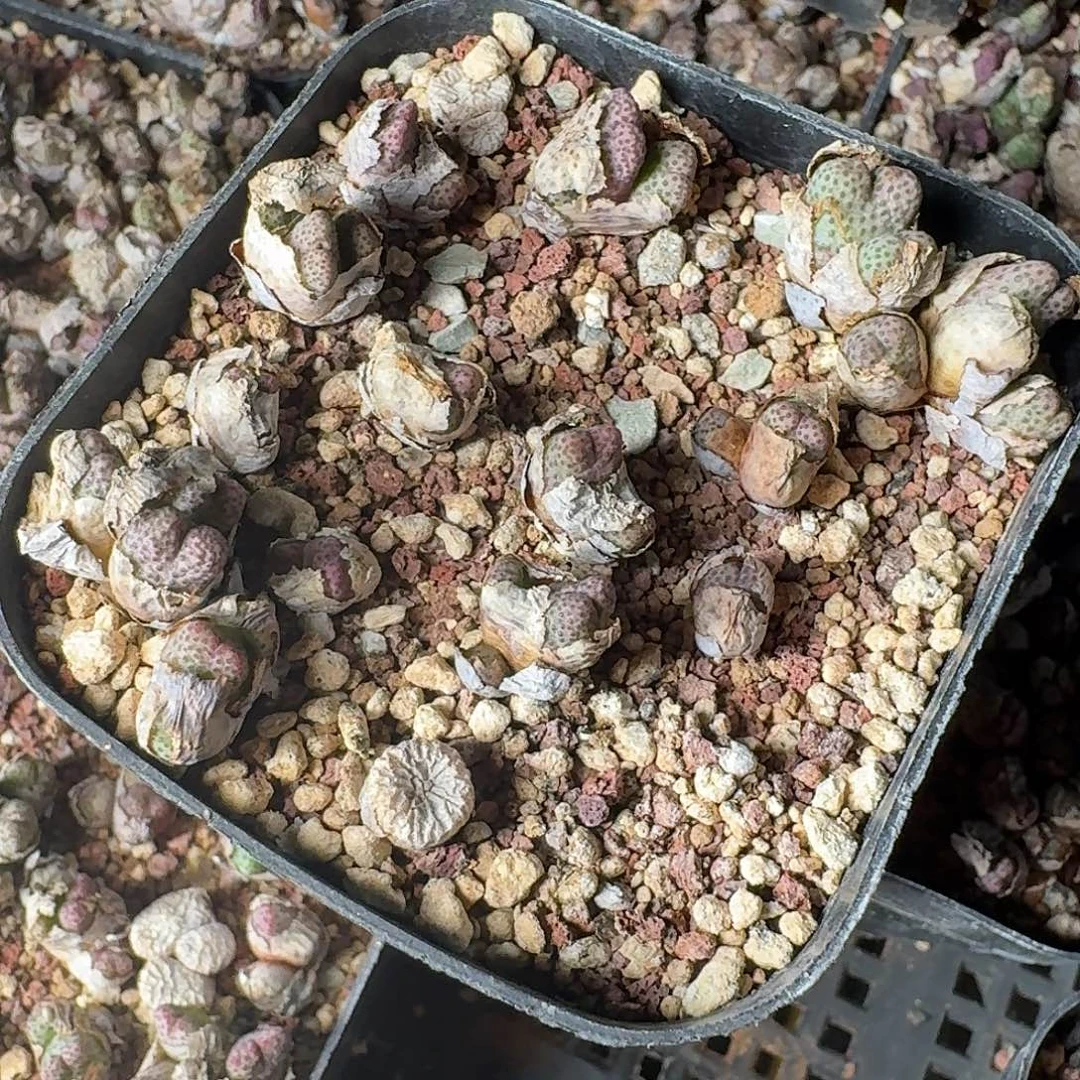 斑马一盆清理价格