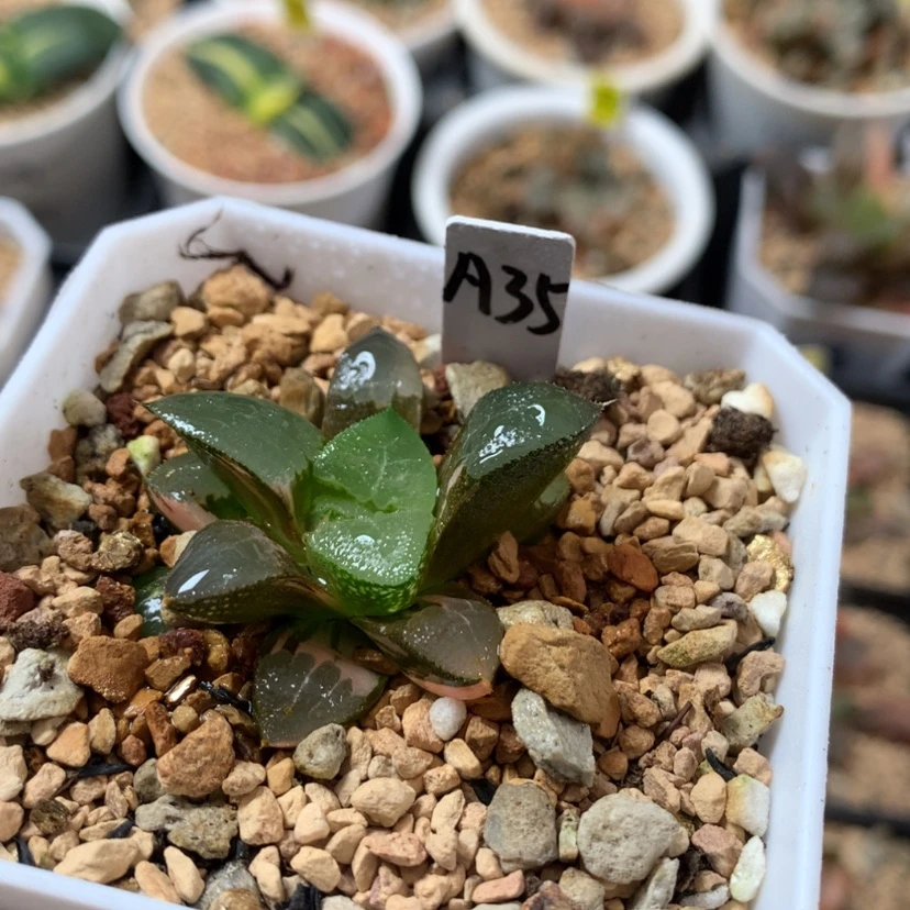 【闪购商品】35木叶克