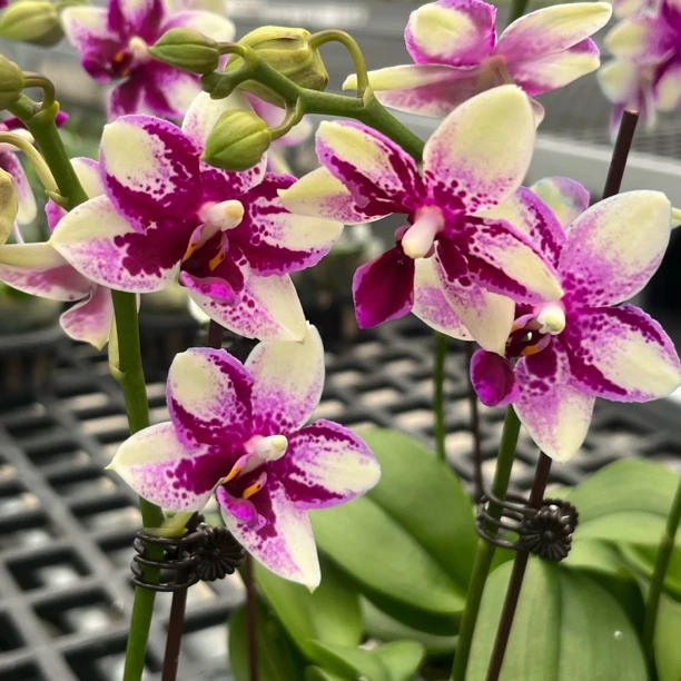 2.5寸 紫钻-开花株【开爆花期不保】 少根叶瑕 原生后代趣味兰