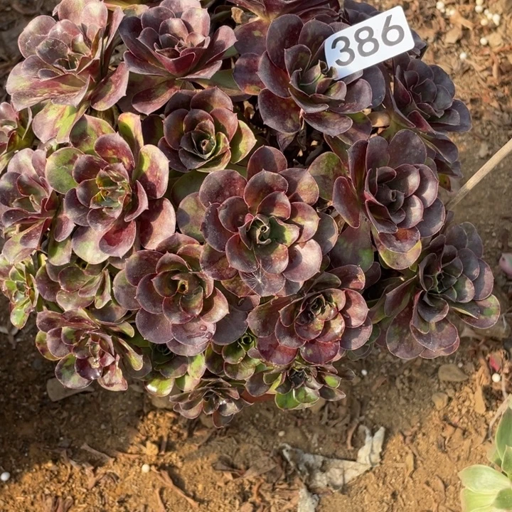 无花朵386多肉植物魅金玫瑰