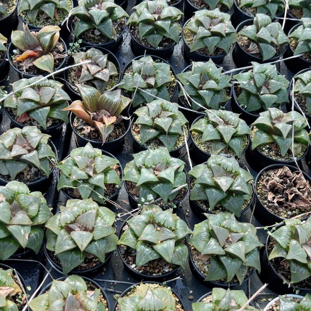 瑕疵万象盆媚凤寿多肉植物一颗