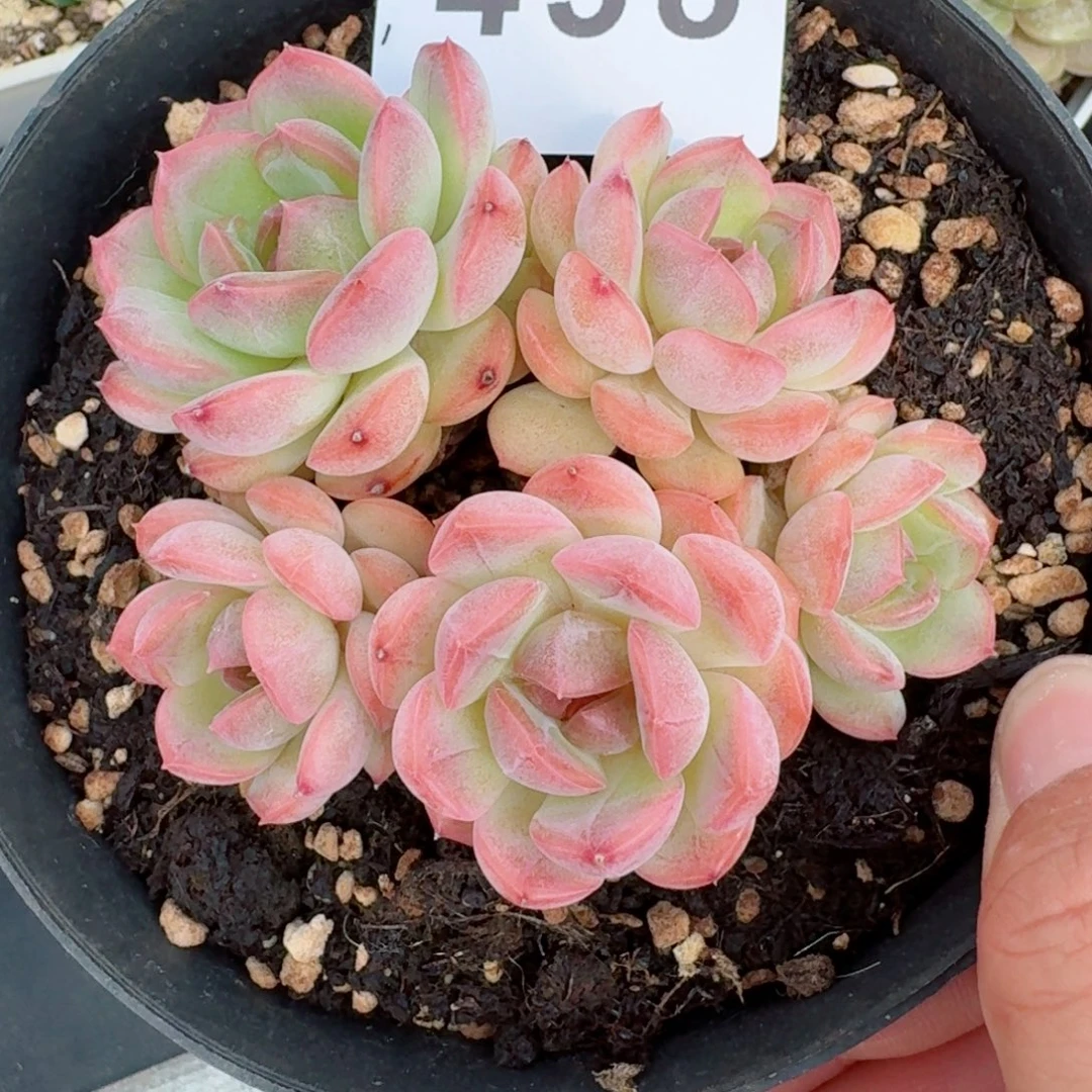琴心            精美多肉植物