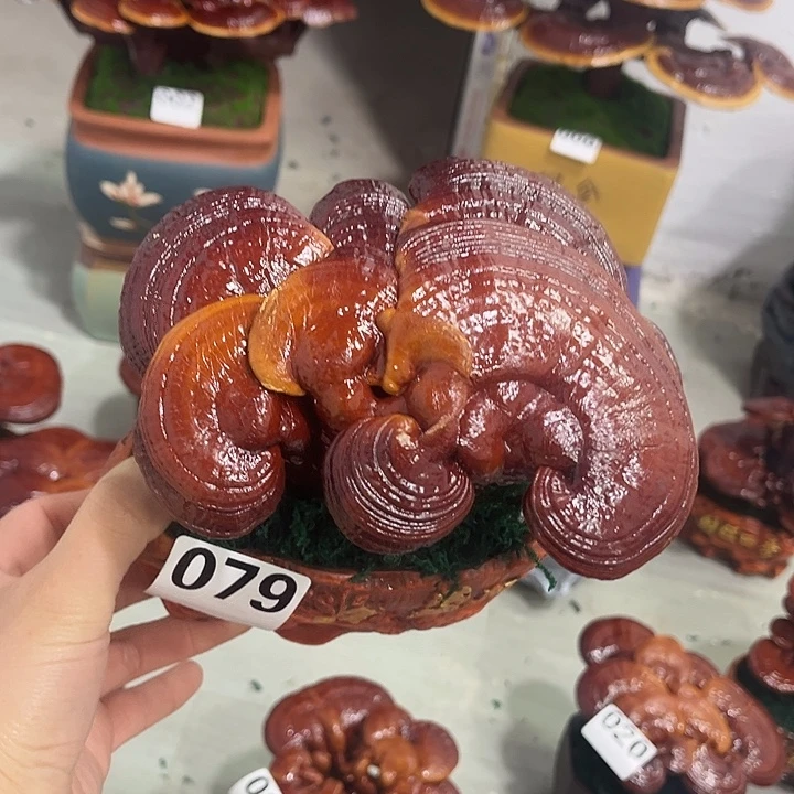 全部花朵88888888888888888