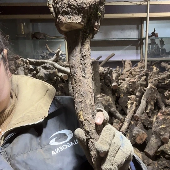 香榧木小*火琉璃的故事毛料吧，料