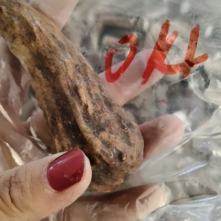 生***子鹿角鹿角鹿角鹿角鹿角鹿角