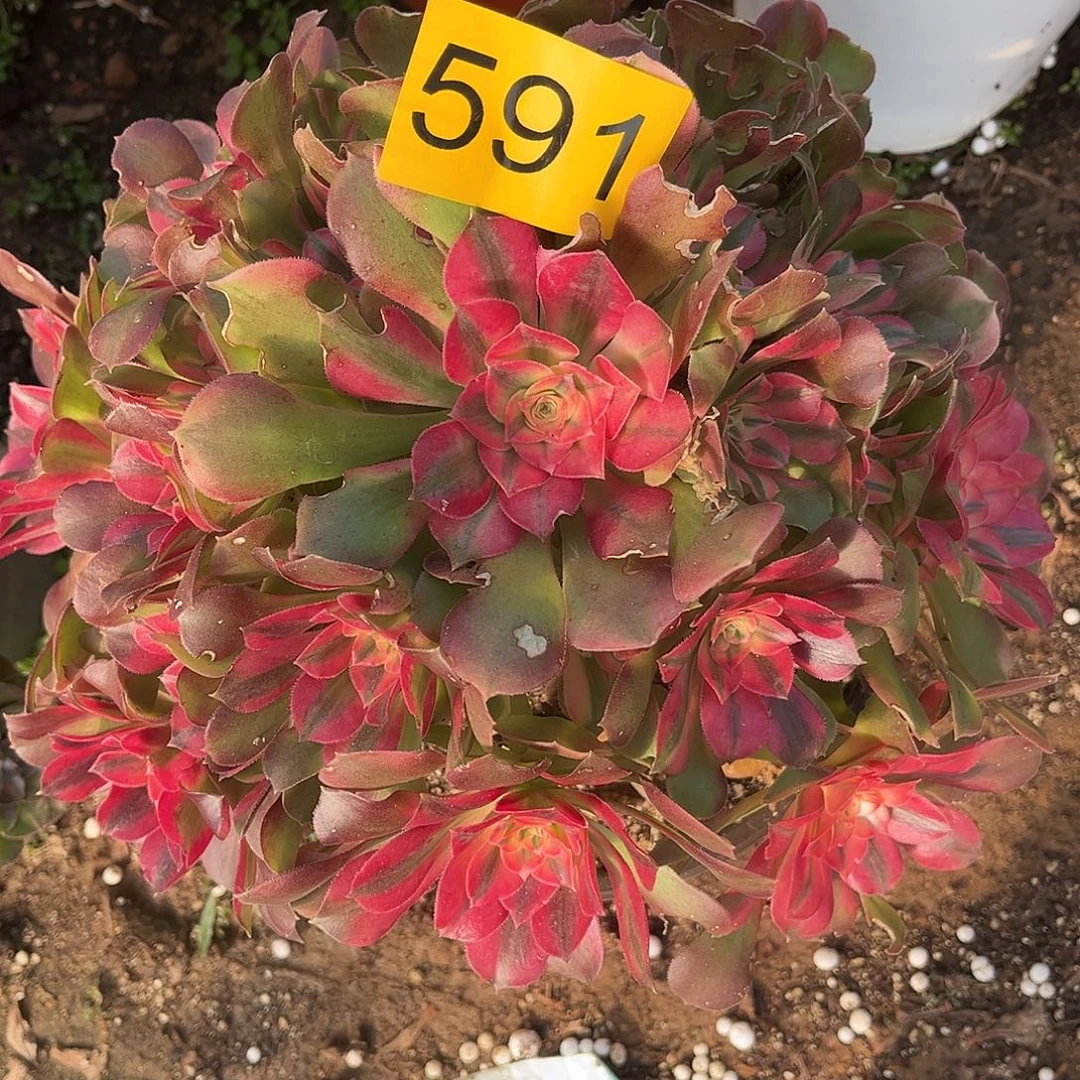 591香妃多肉植物多肉