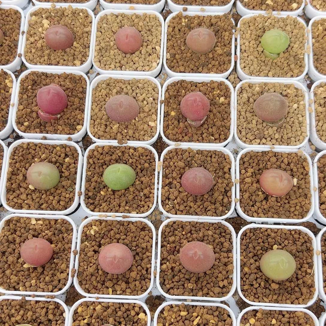 0000量拍长毛翠滴5颗脱土发