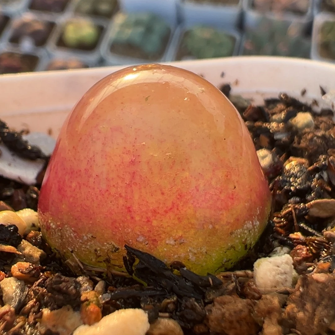 25多肉植物百科植物