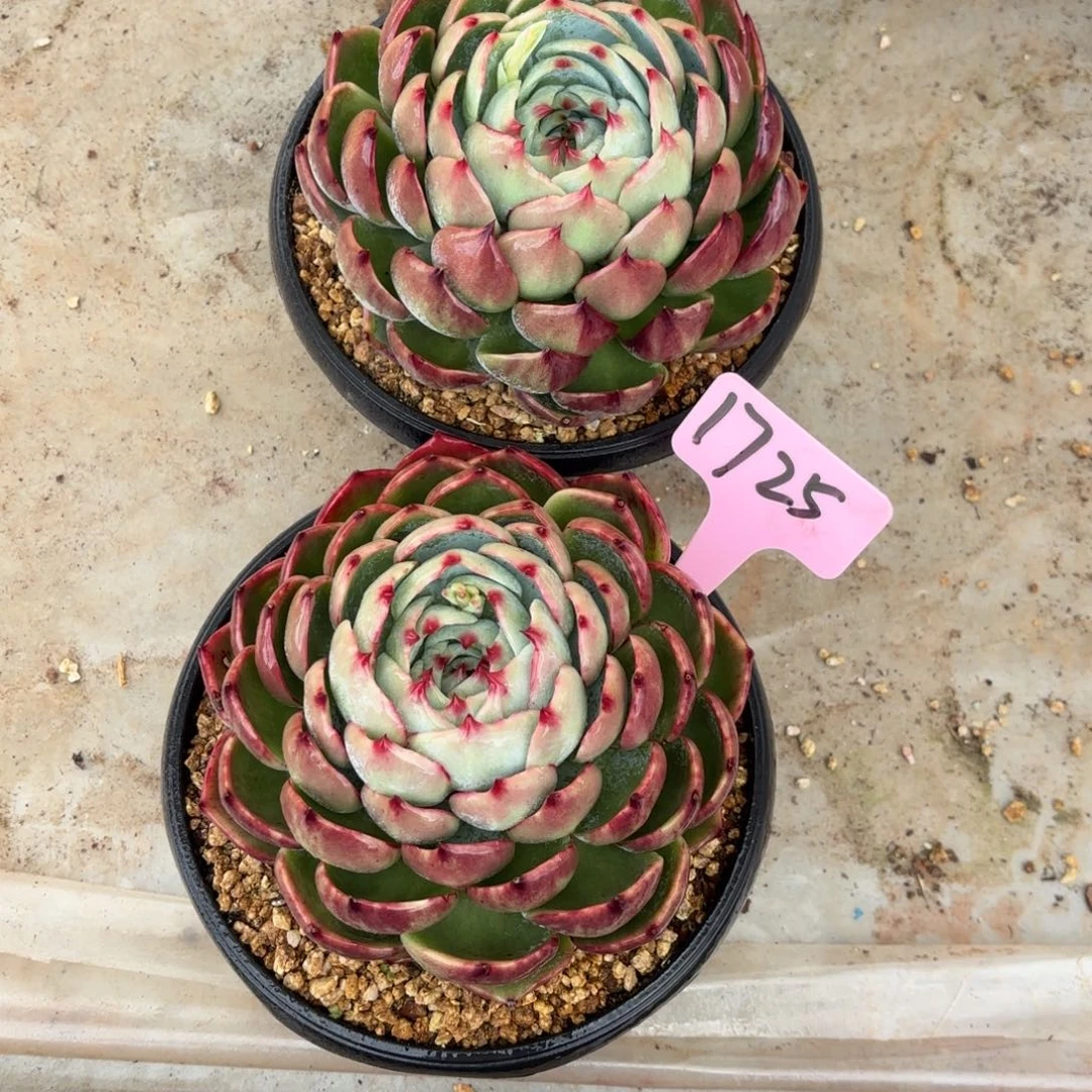 惊鸿一瞥好看1725号