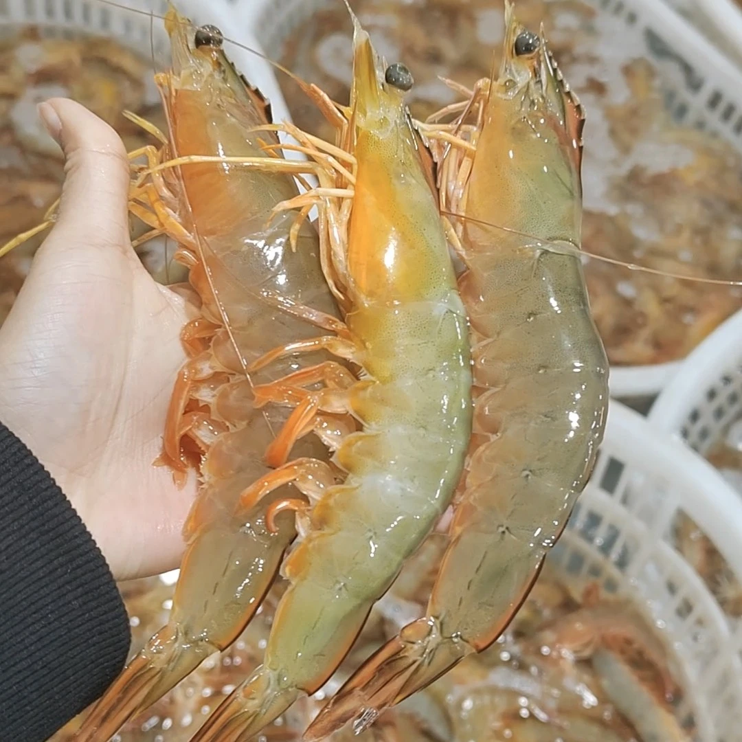 北海新鲜回港  野生带膏明虾