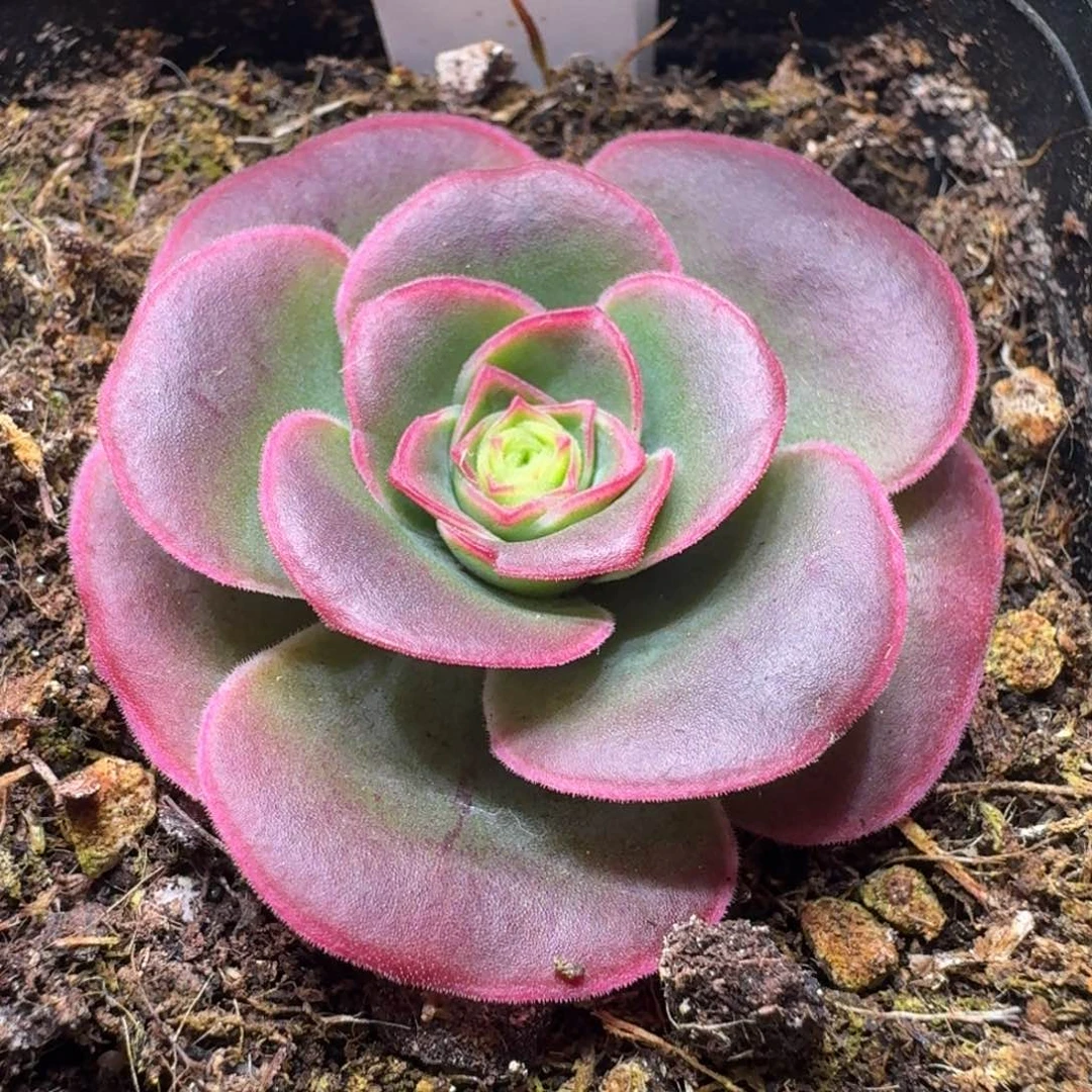 楹楹-043-冠幅  3CM