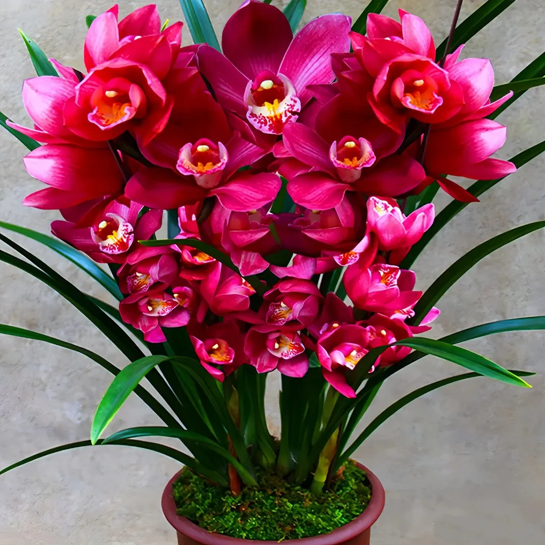 新款重瓣晚香玉盆栽花根夜来香耐高温耐寒花卉阳台盆栽地栽植物