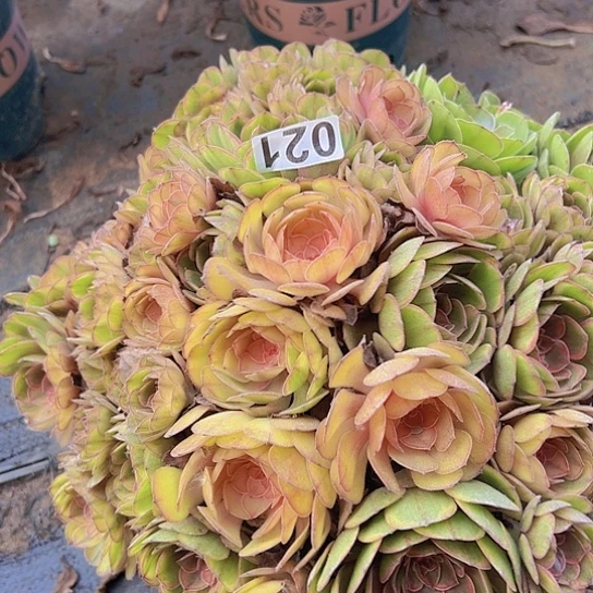 用***4多肉植物一个万七彩