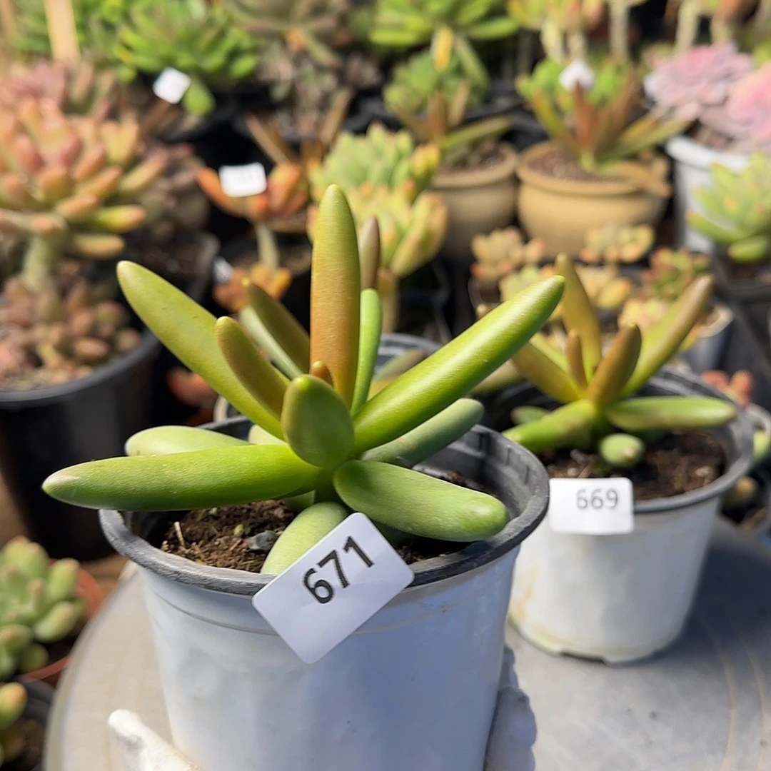 ?**?671号 一物一拍