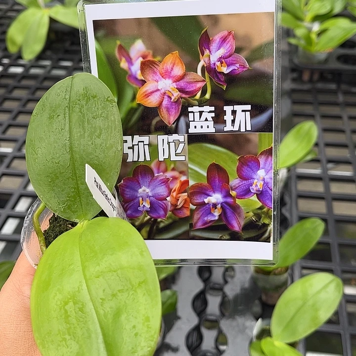 当前无花栽培后可以开花1.7寸杯弥陀蓝环