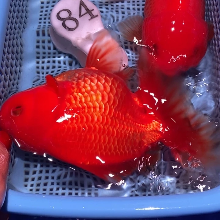 绿毛龟公母搭配泰狮