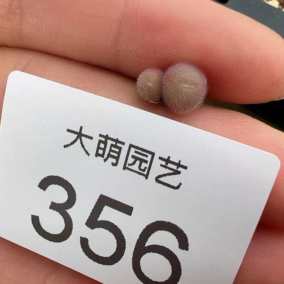 000356量拍史蒂芬毛球双头1颗小体型