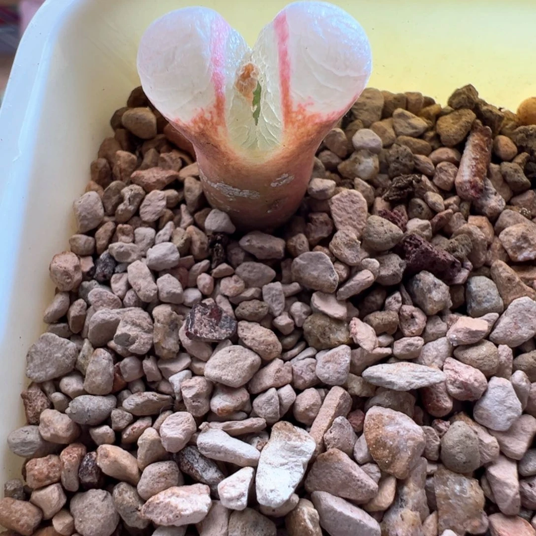 316青蛙优选1089鲑鱼粉两年半