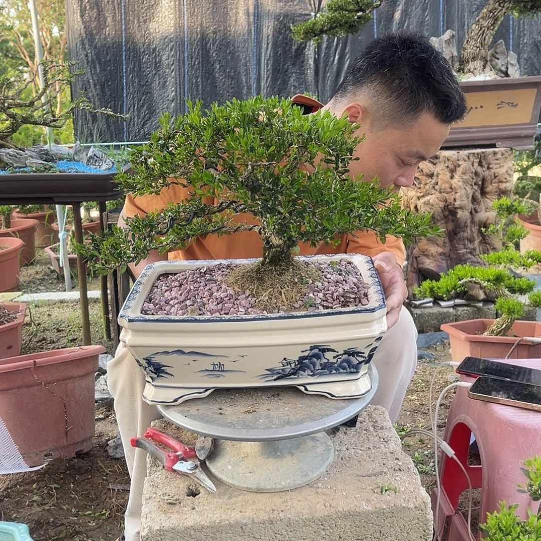 当前无花栽培后可以开花