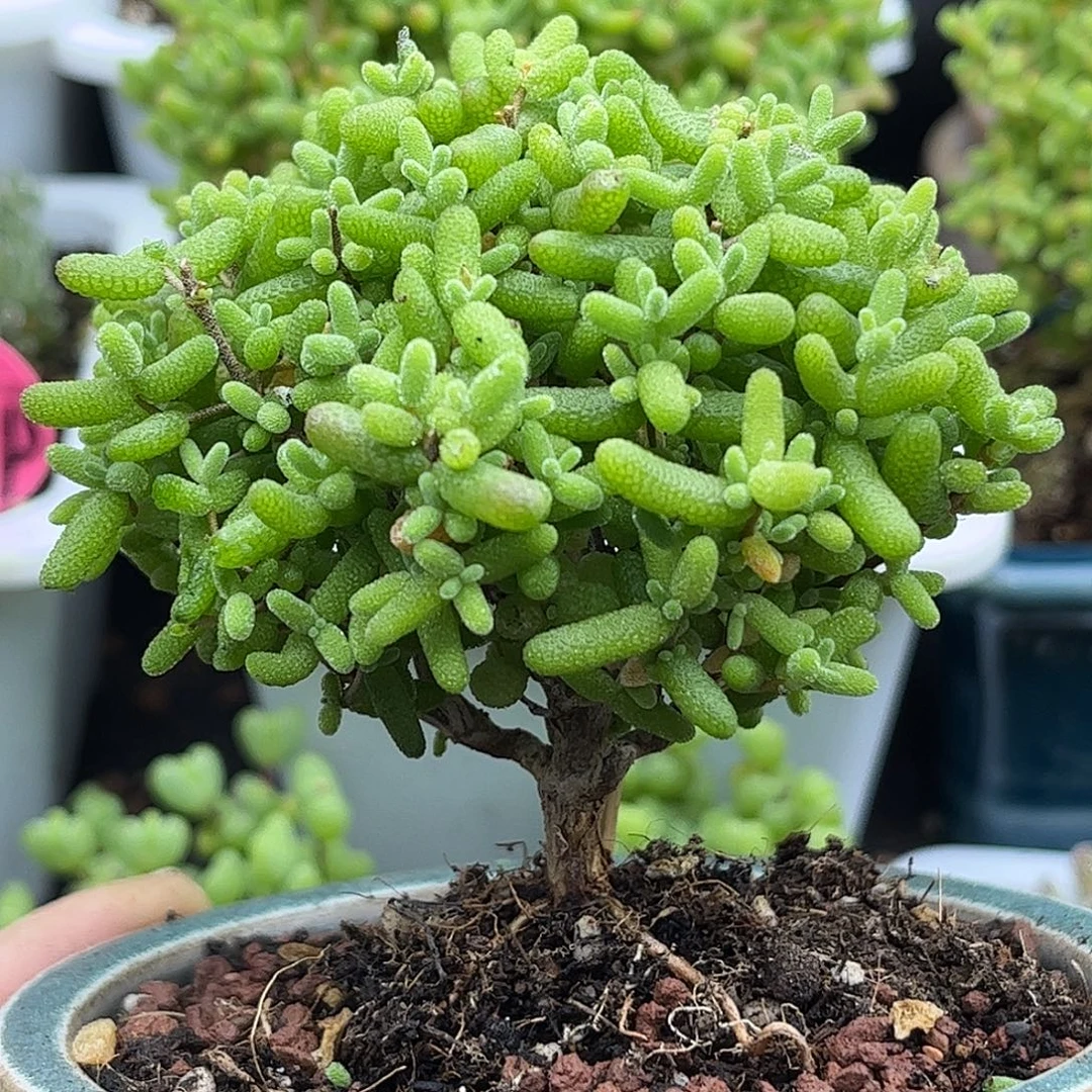 48金桔带盆优选枝干番杏