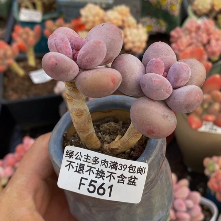 彩虹奶561多肉植物