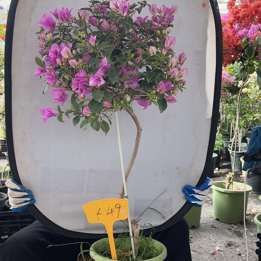 萧***️大部分花苞少量开放K49雪紫