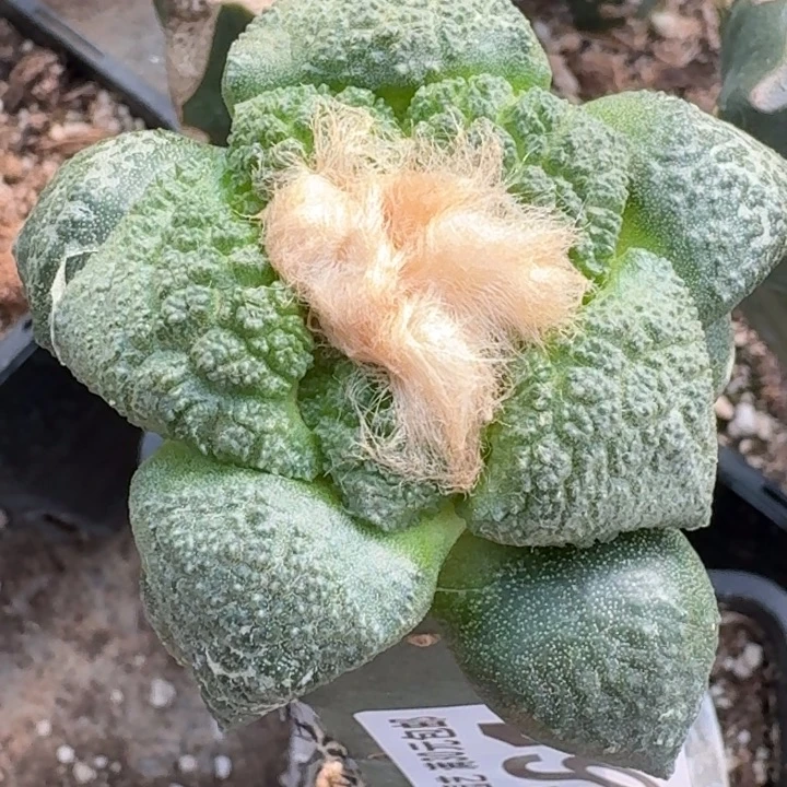 无花朵福利龟甲连山661