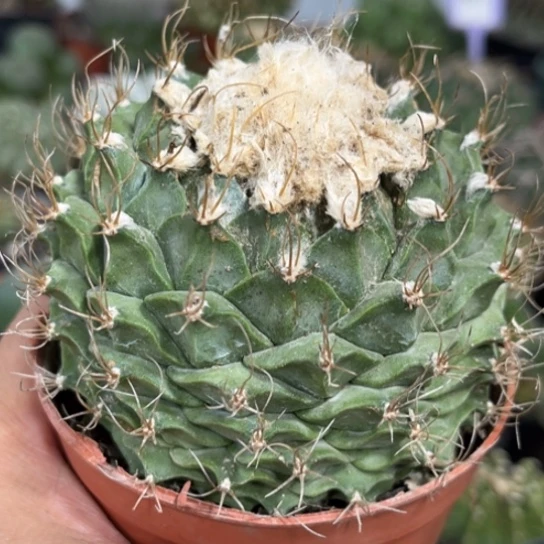 完全开放帝冠仙人球