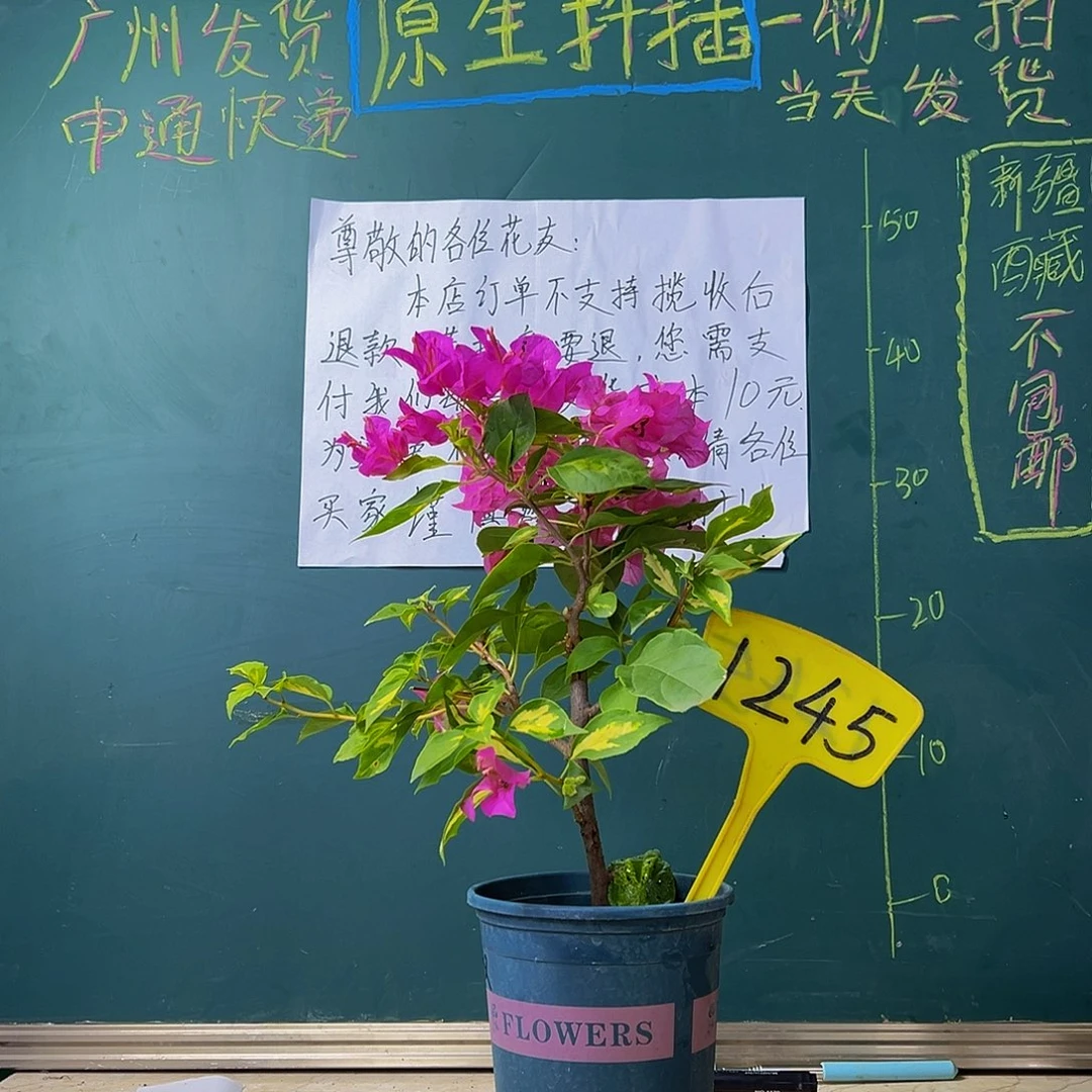当前无花栽培后可以开花  金心双色有小瑕疵 1245
