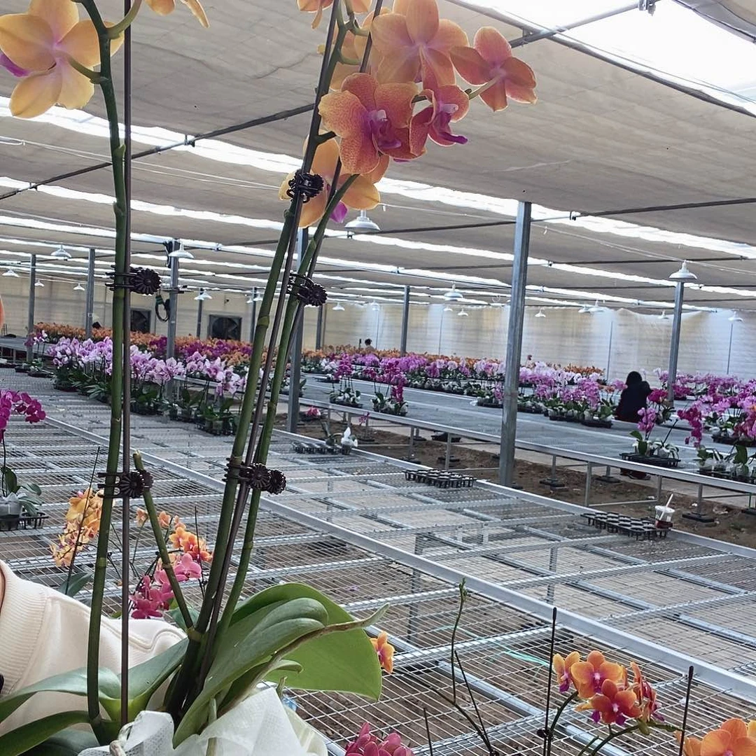 可****完全开放香恋3花剑。