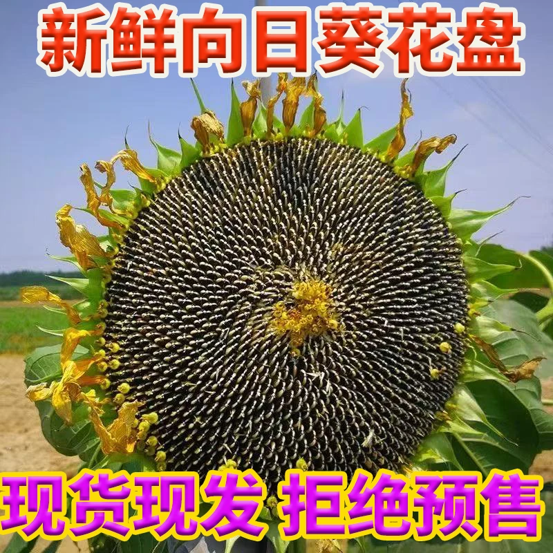 现货25年新鲜现摘带籽带盘葵花原味瓜子葵花籽新鲜葵花盘