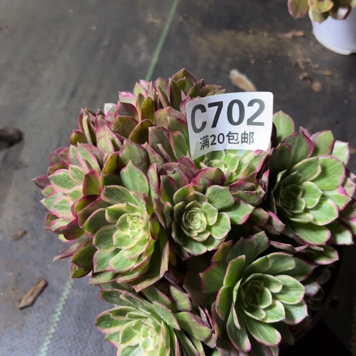 瑞妈一物一拍702