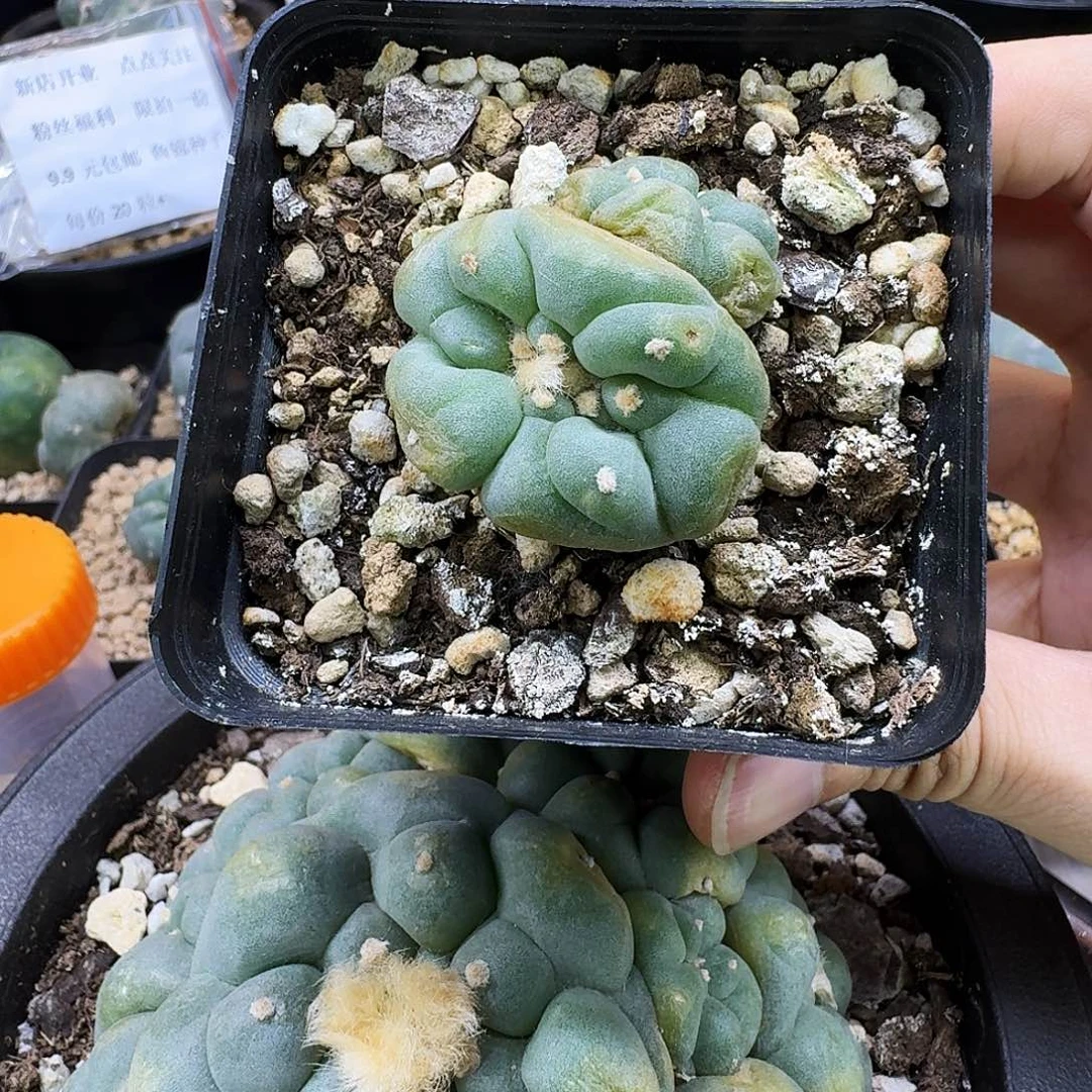 蓝白肌凸大优侧芽669