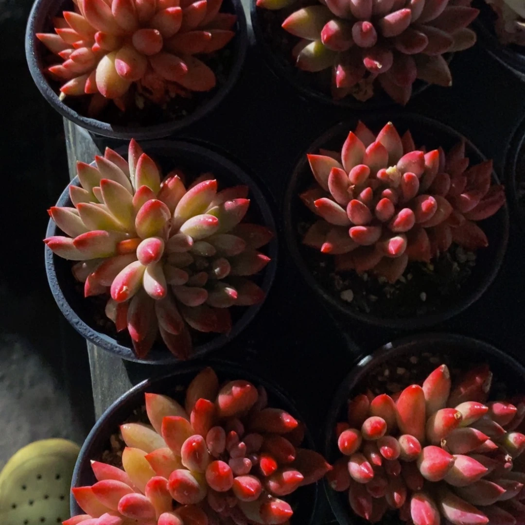 24-全状态精品母本虞美人双头一个