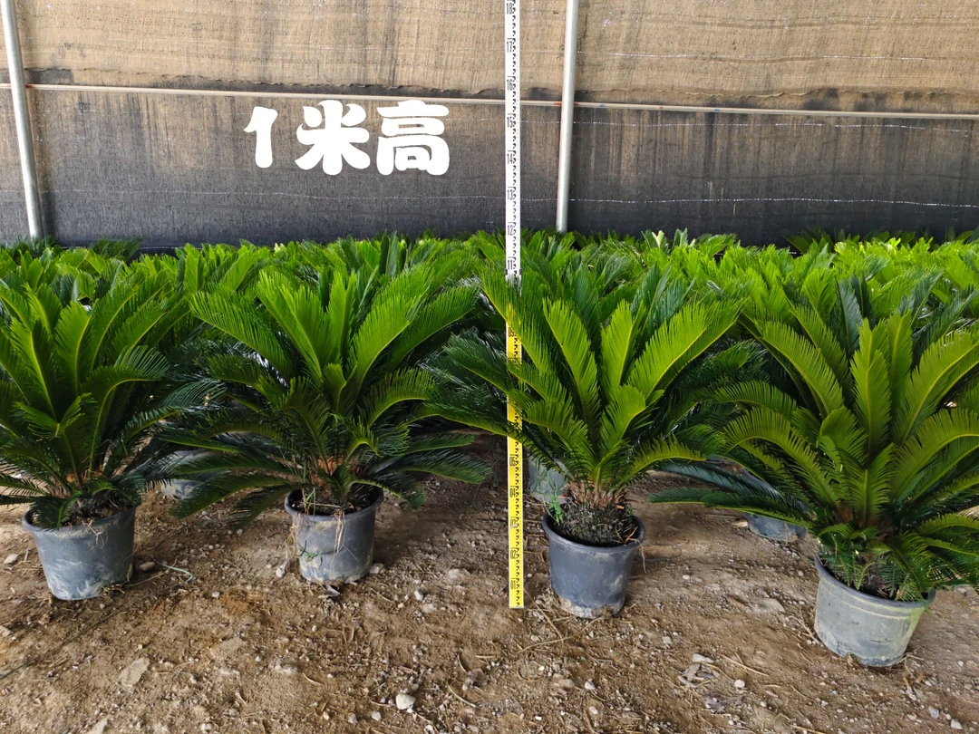 【精选好树】大型大铁树盆栽 茎干粗壮 叶片油绿好养易活室外绿植