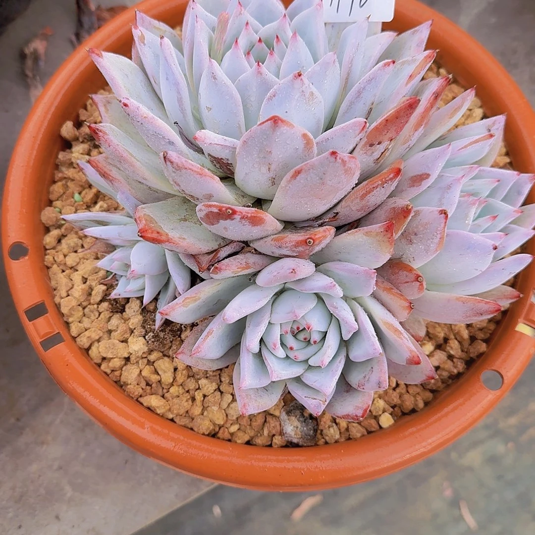 1770卡杂多肉植物