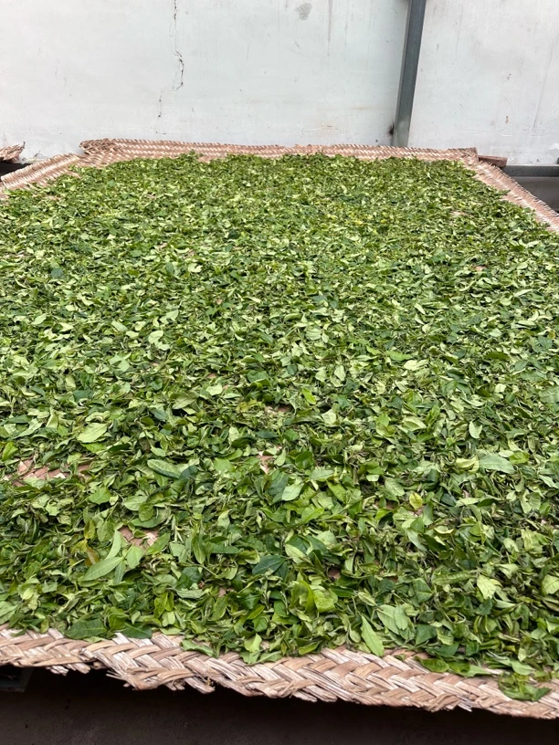 砍盆箐生茶散茶春茶