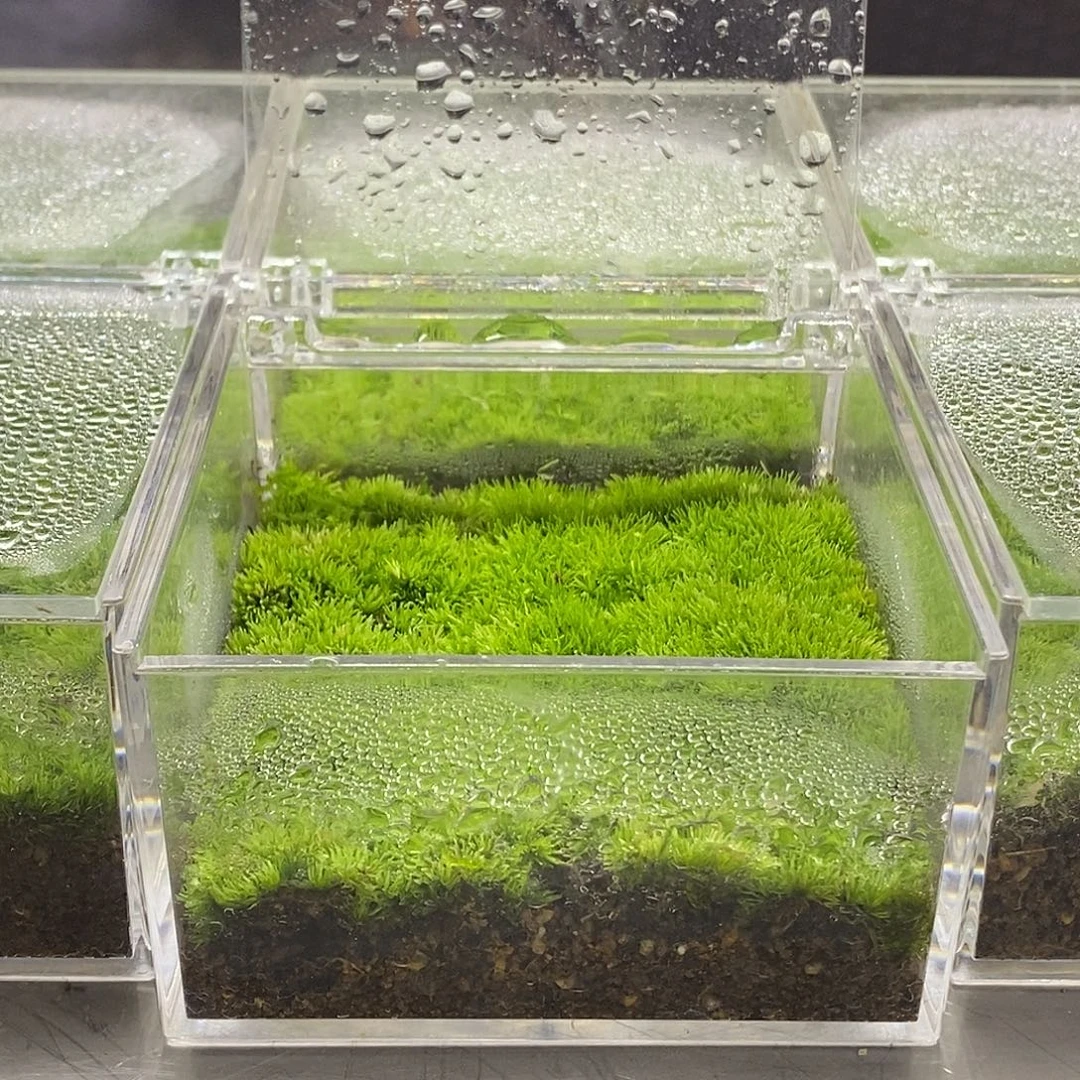完全开放苔藓盒子
