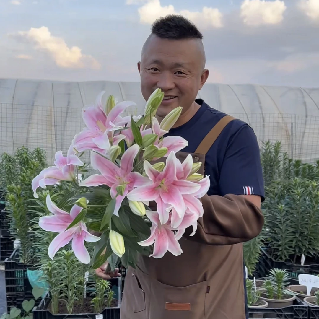 《索邦20/22》春百合大球1颗香水春天发芽六月左右开花