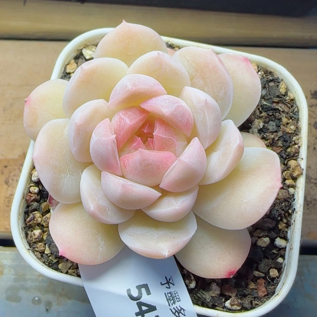 孤品珍妮，5428多肉植物