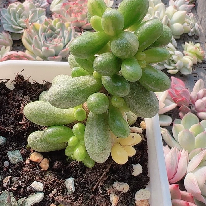 ꧁****꧂多肉植物多肉植物