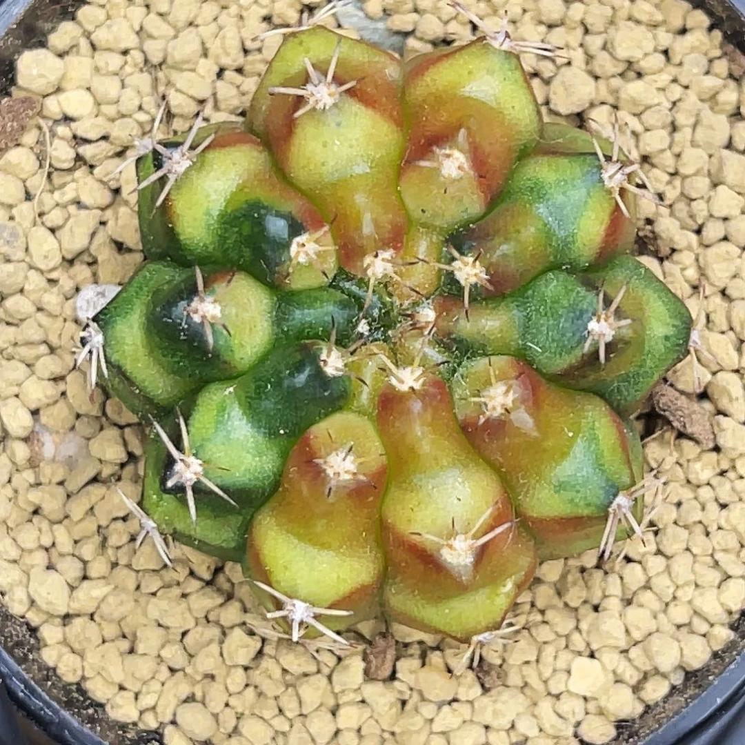 猫爪 一物一拍。