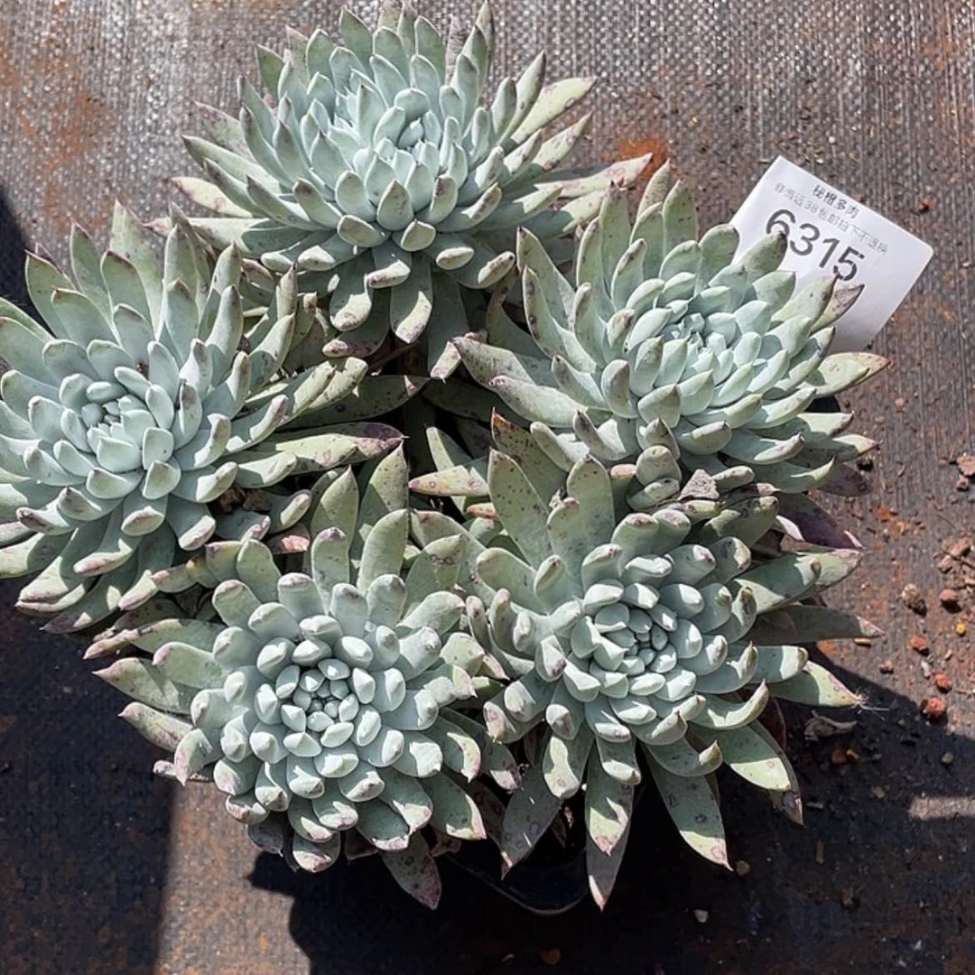 【闪购商品】拇指法瑞