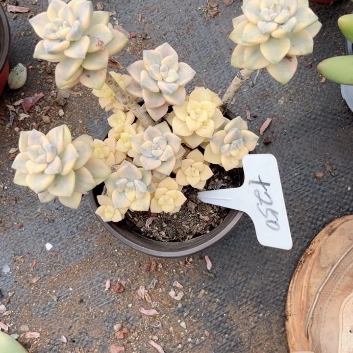 晨语多肉一物一拍+250