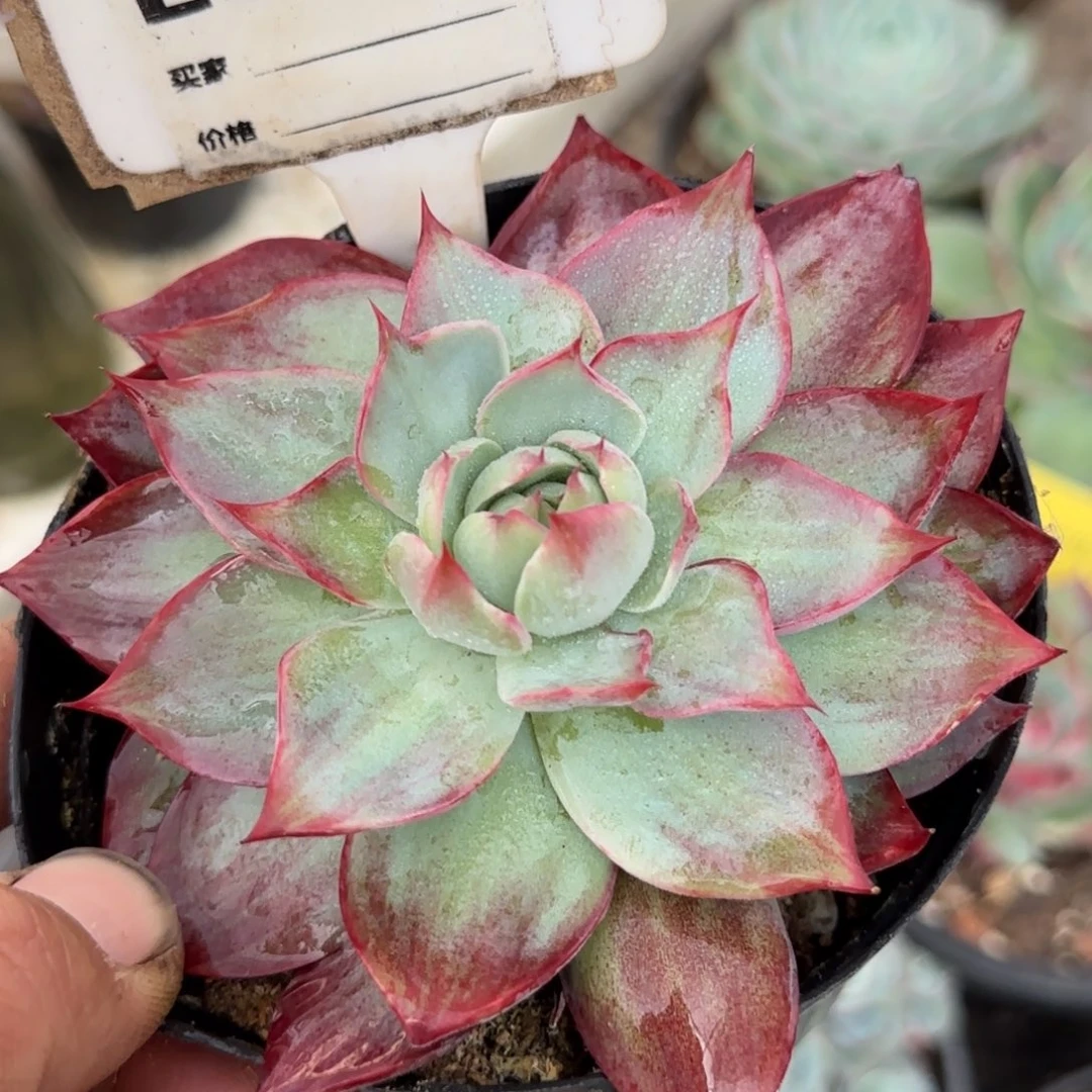 862惊鸿一物一拍包装收缩花旱