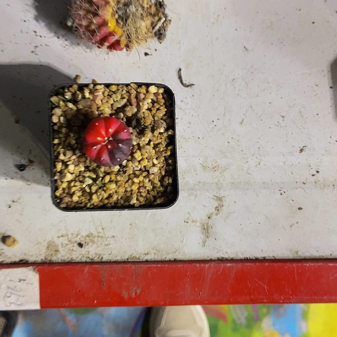 兜锦一个一物一拍