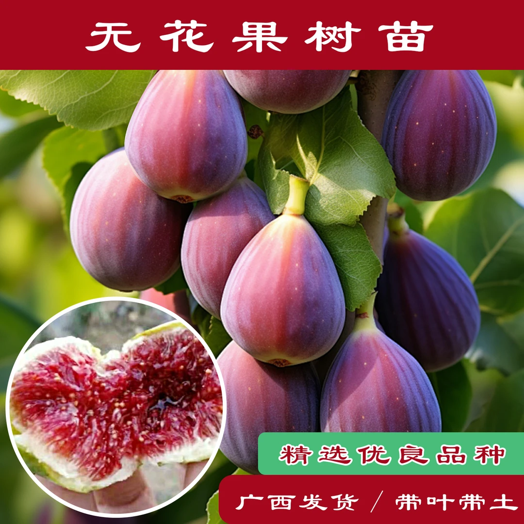 无花果树苗红皮无花果四季波姬红水果树苗庭院盆栽食用南北方种植