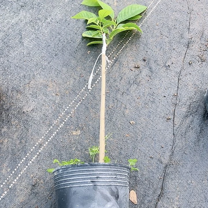 大****）12345678899999